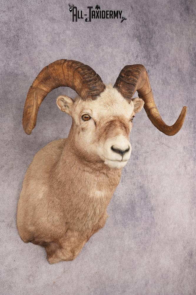 Fannin Sheep SKU 3212 - Image 6