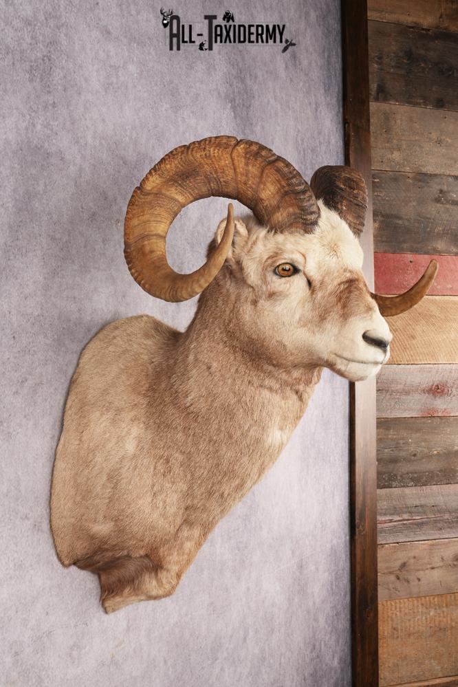 Fannin Sheep SKU 3212 - Image 5