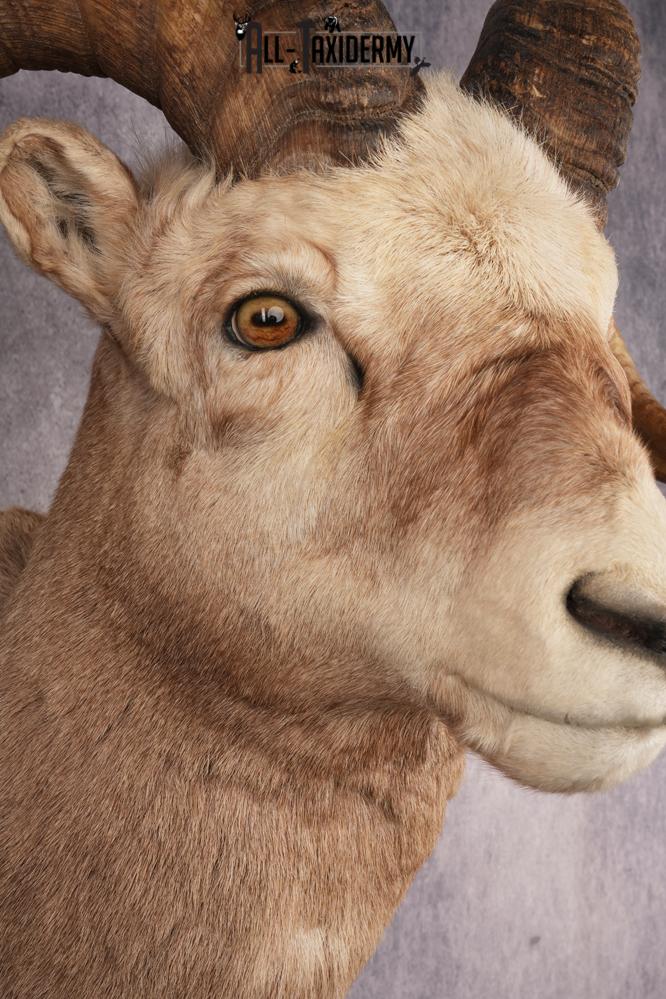 Fannin Sheep SKU 3212 - Image 4