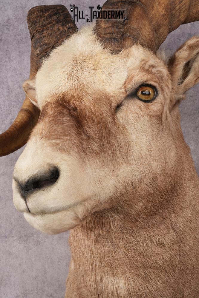 Fannin Sheep SKU 3212 - Image 3