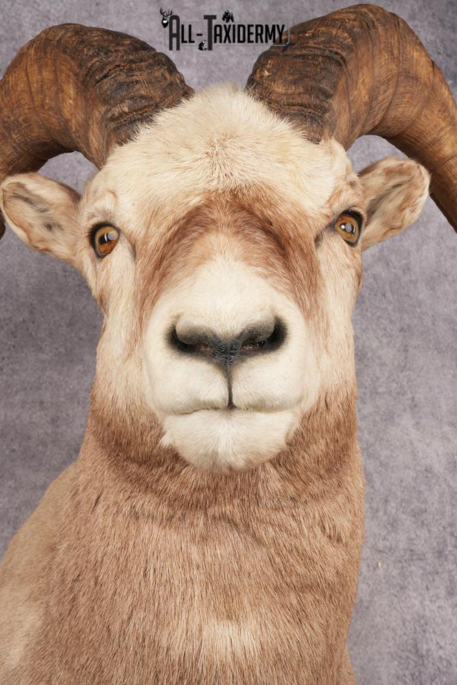 Fannin Sheep SKU 3212 - Image 2