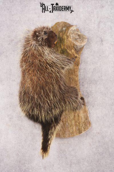 Porcupine SKU 3208