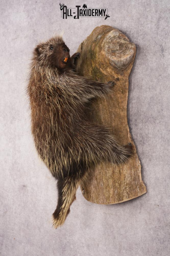 Porcupine SKU 3208 - Image 7