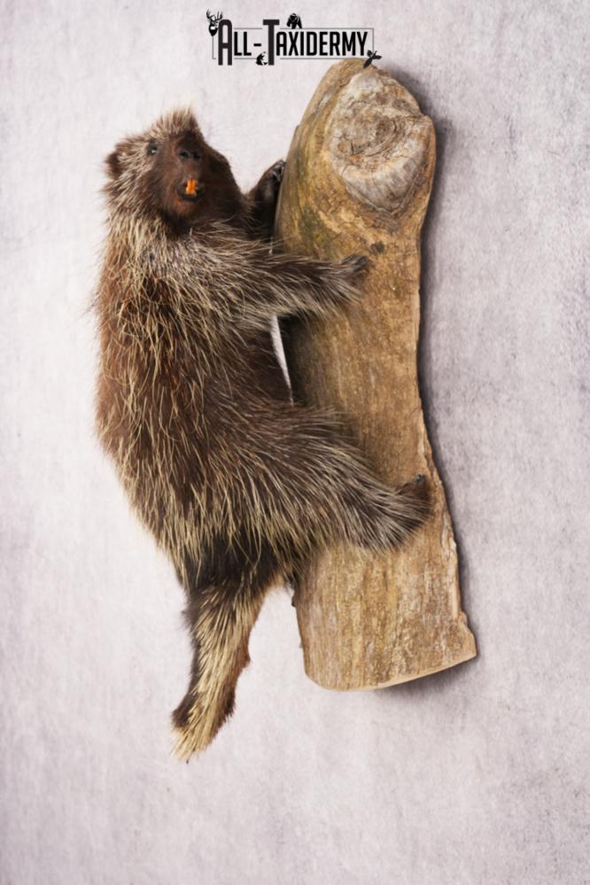 Porcupine SKU 3208 - Image 6