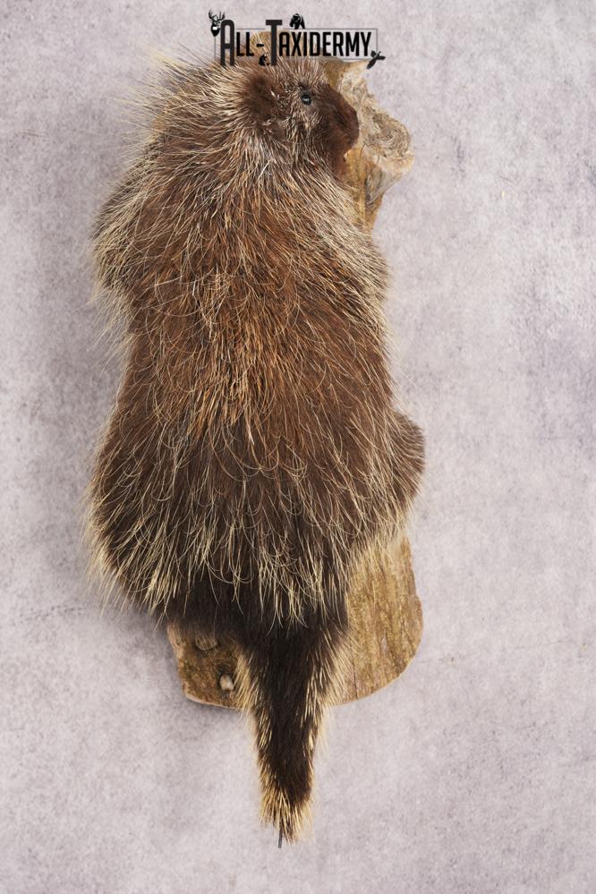 Porcupine SKU 3208 - Image 5