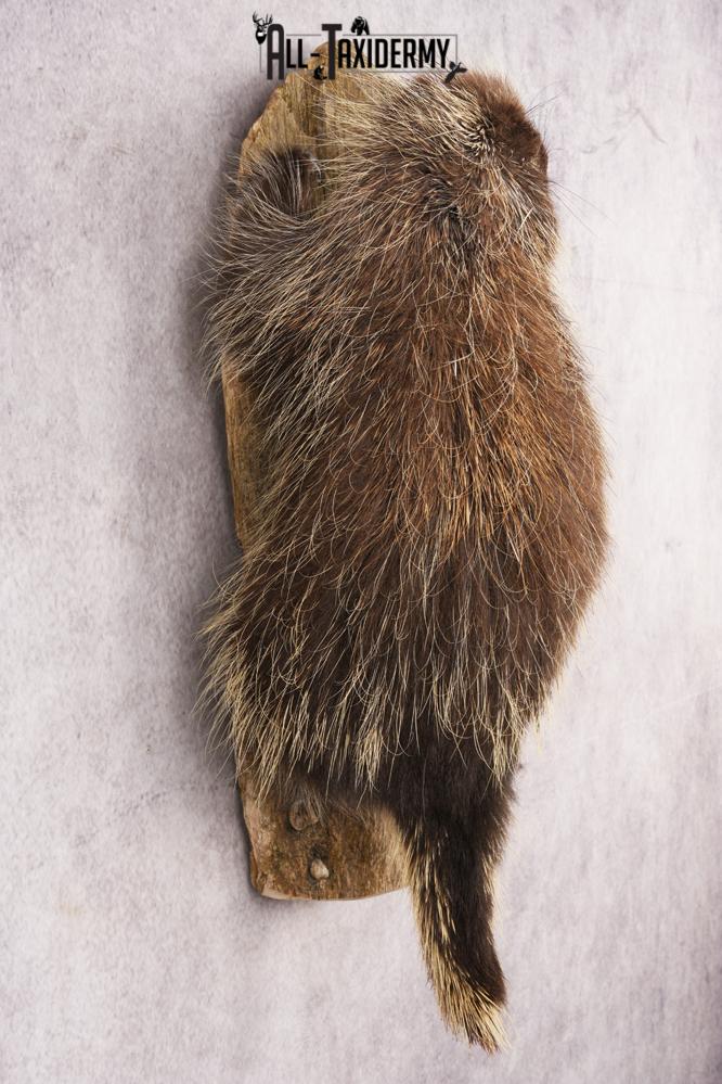 Porcupine SKU 3208 - Image 4