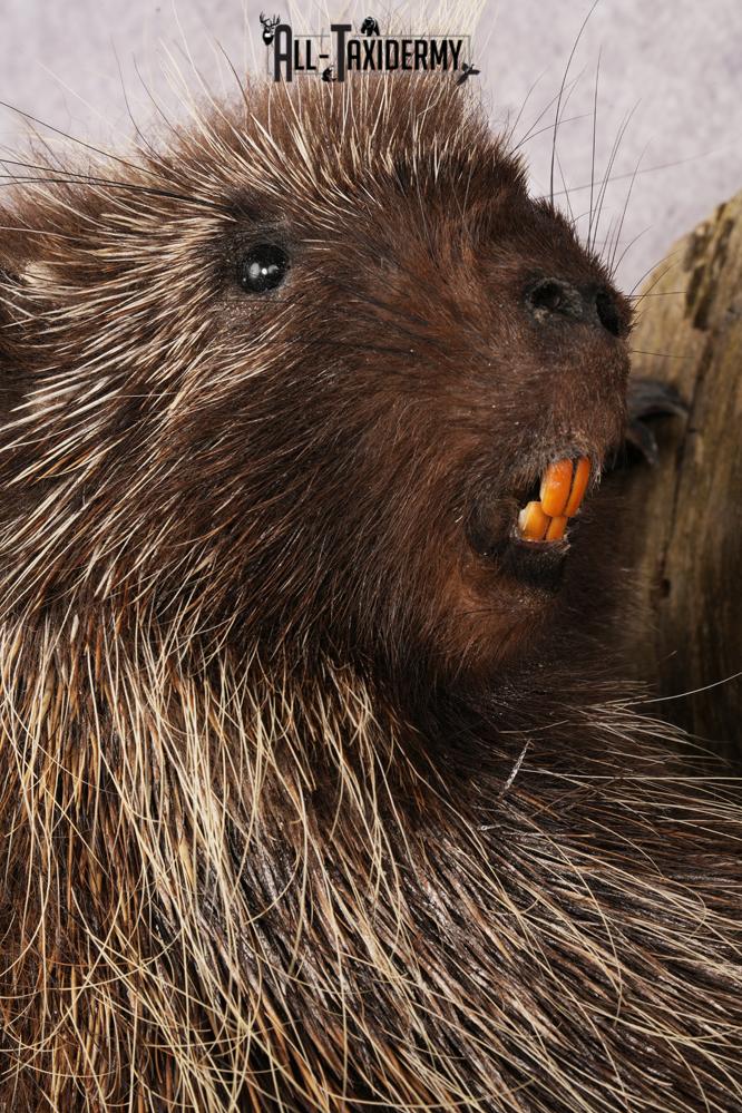 Porcupine SKU 3208 - Image 3