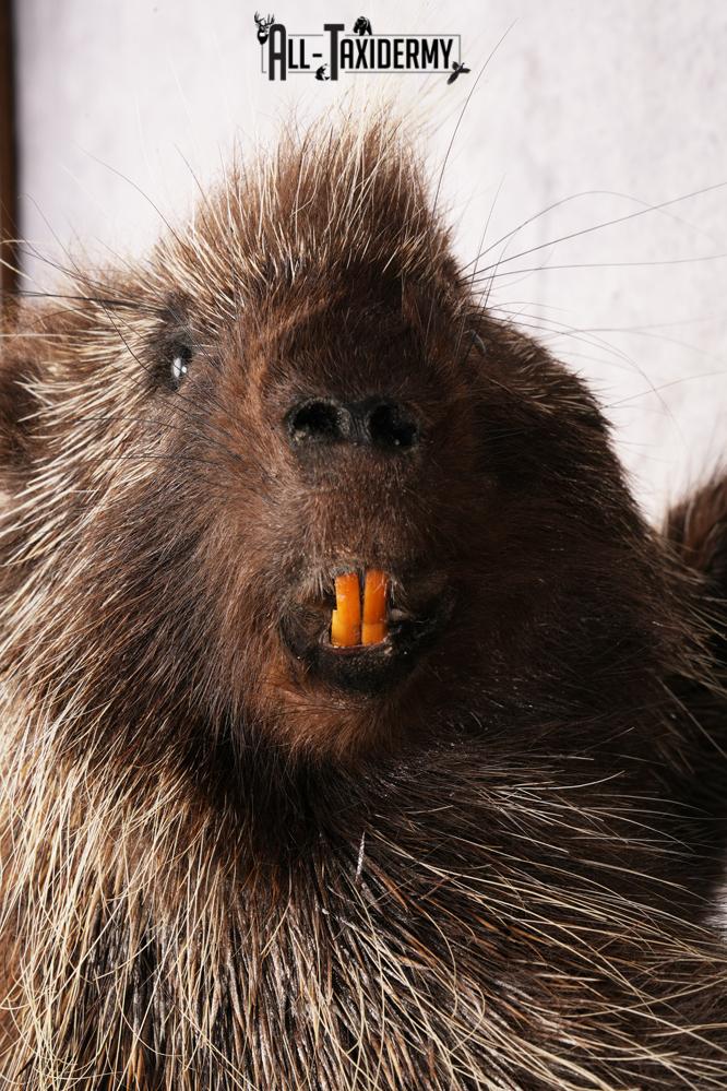 Porcupine SKU 3208 - Image 2