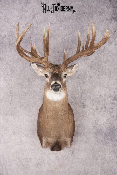 Whitetail Deer SKU 3221