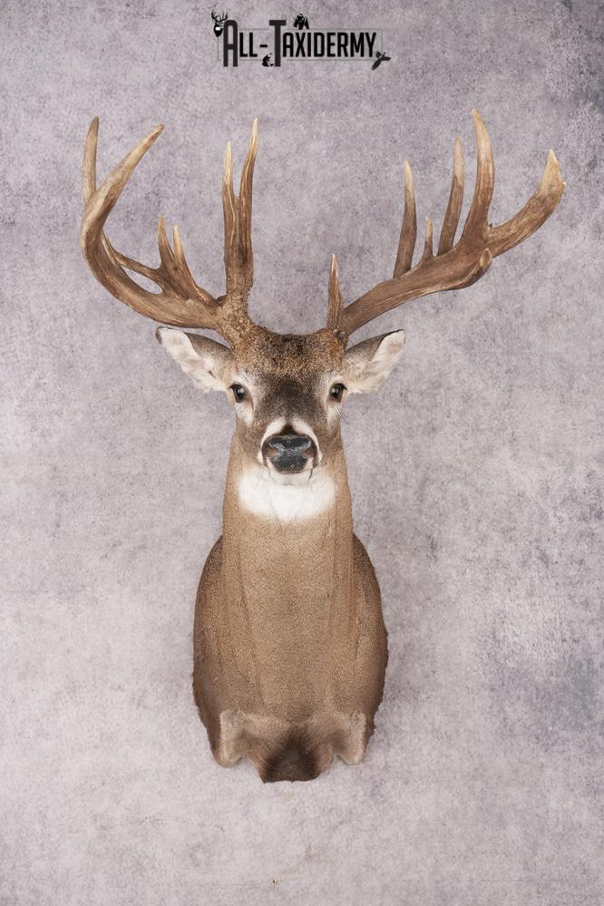 Whitetail Deer SKU 3221