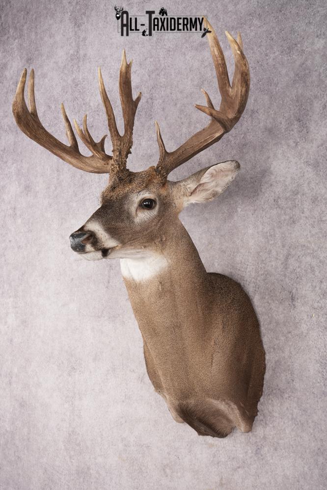 Whitetail Deer SKU 3221 - Image 8