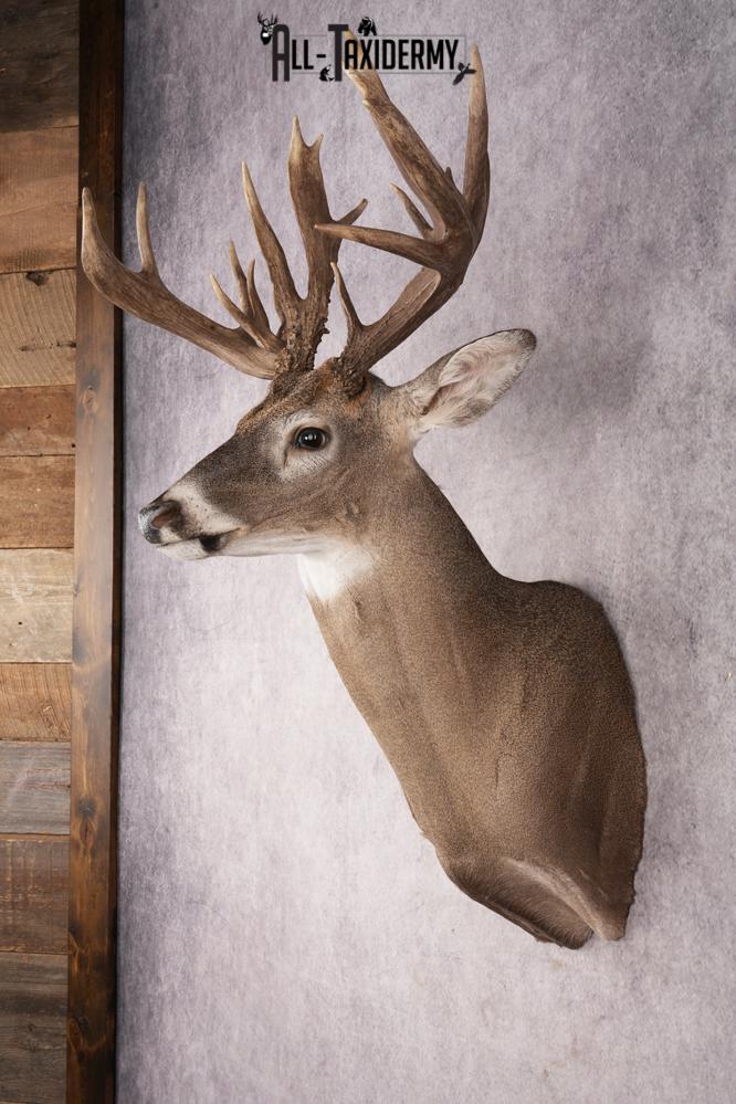 Whitetail Deer SKU 3221 - Image 7