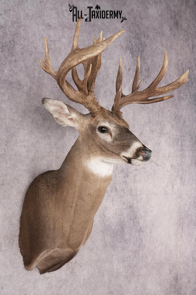 Whitetail Deer SKU 3221 - Image 6