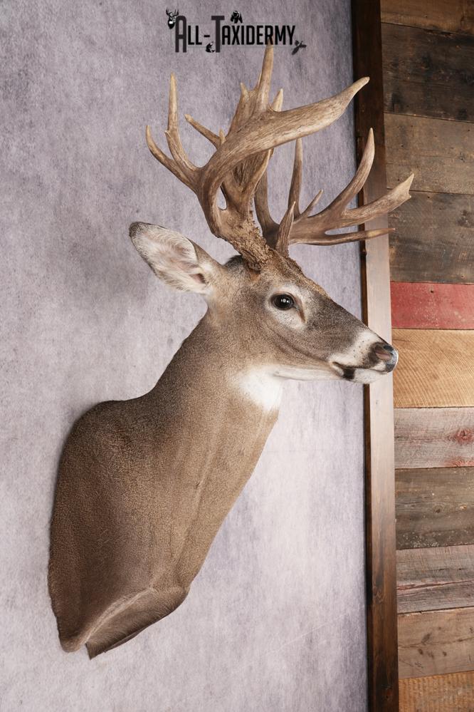 Whitetail Deer SKU 3221 - Image 5