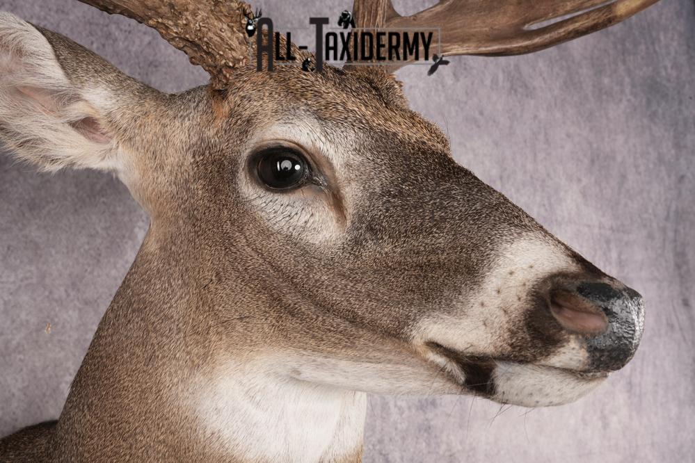 Whitetail Deer SKU 3221 - Image 4
