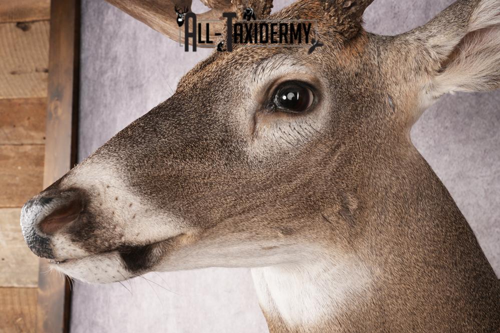 Whitetail Deer SKU 3221 - Image 3