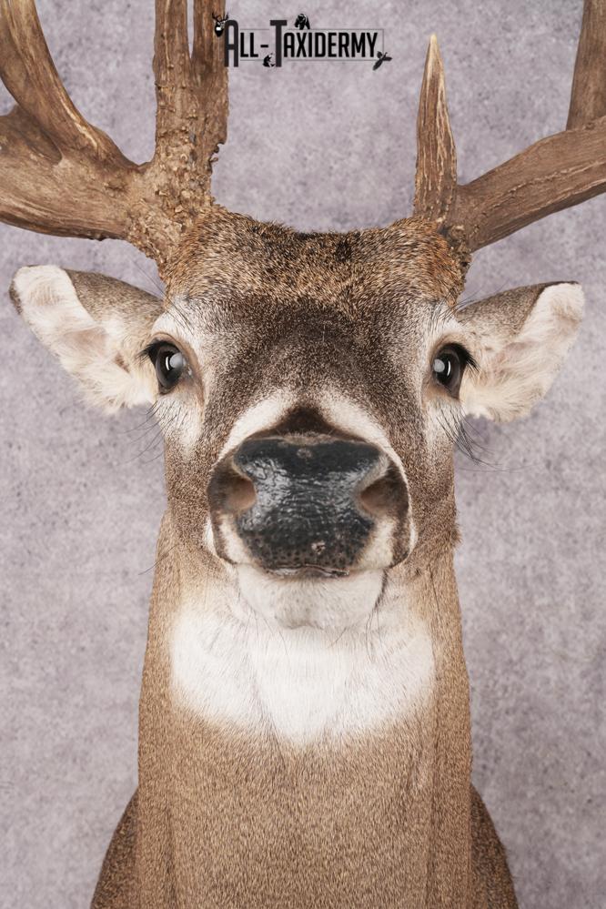 Whitetail Deer SKU 3221 - Image 2