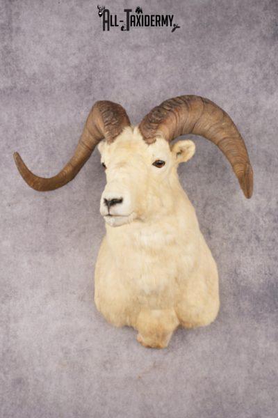 Dall Sheep SKU 3213