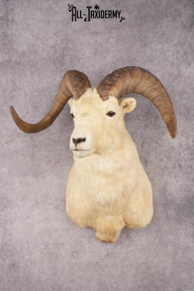 Dall Sheep SKU 3213
