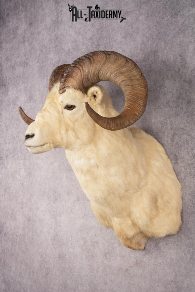 Dall Sheep SKU 3213 - Image 8