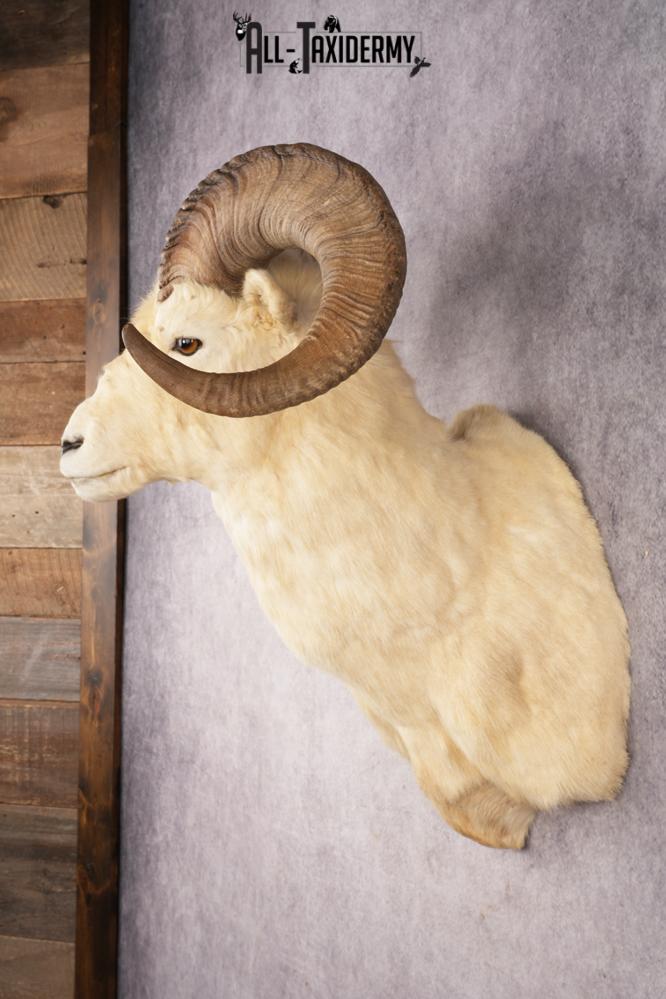 Dall Sheep SKU 3213 - Image 7