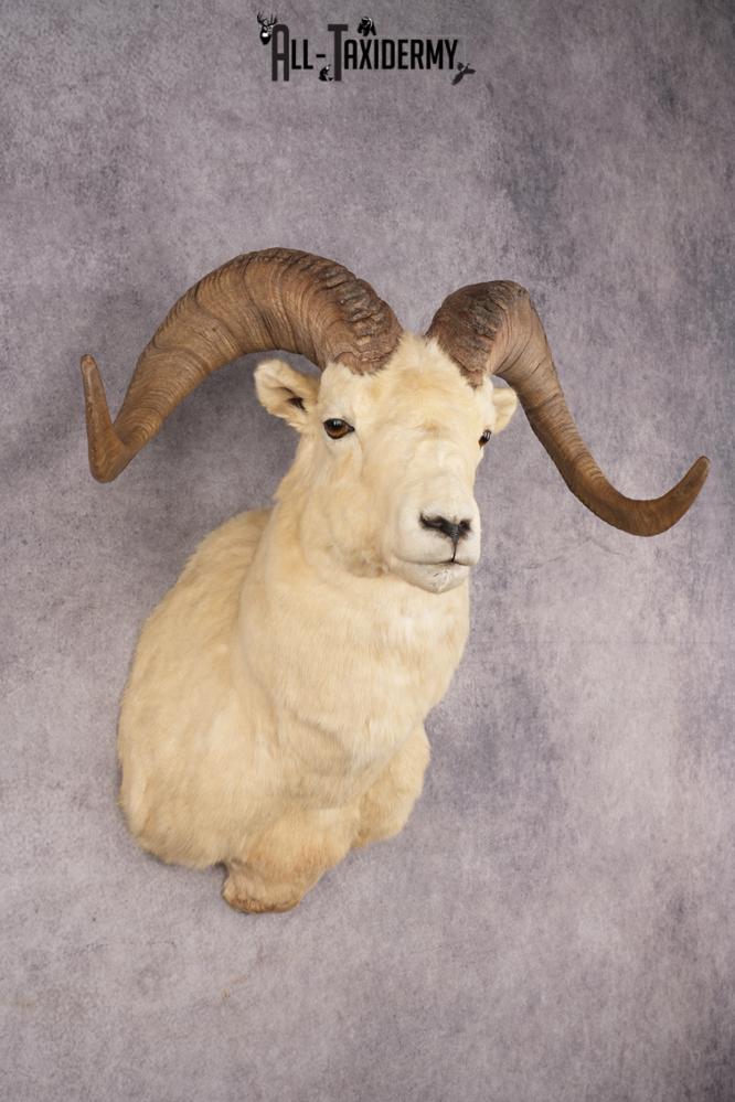 Dall Sheep SKU 3213 - Image 6