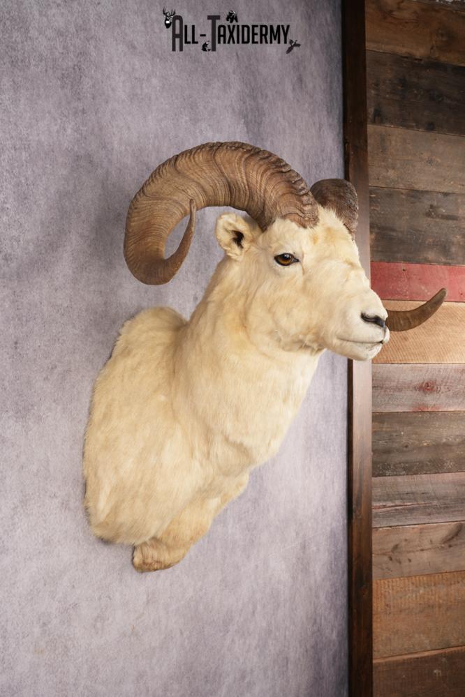 Dall Sheep SKU 3213 - Image 5
