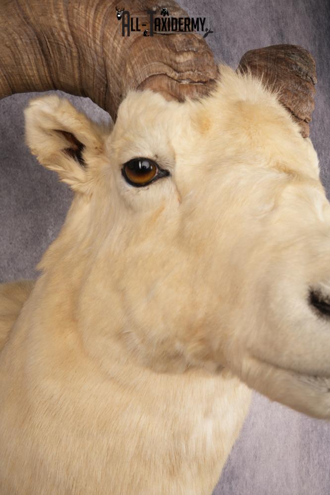 Dall Sheep SKU 3213 - Image 4