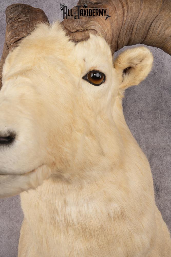 Dall Sheep SKU 3213 - Image 3