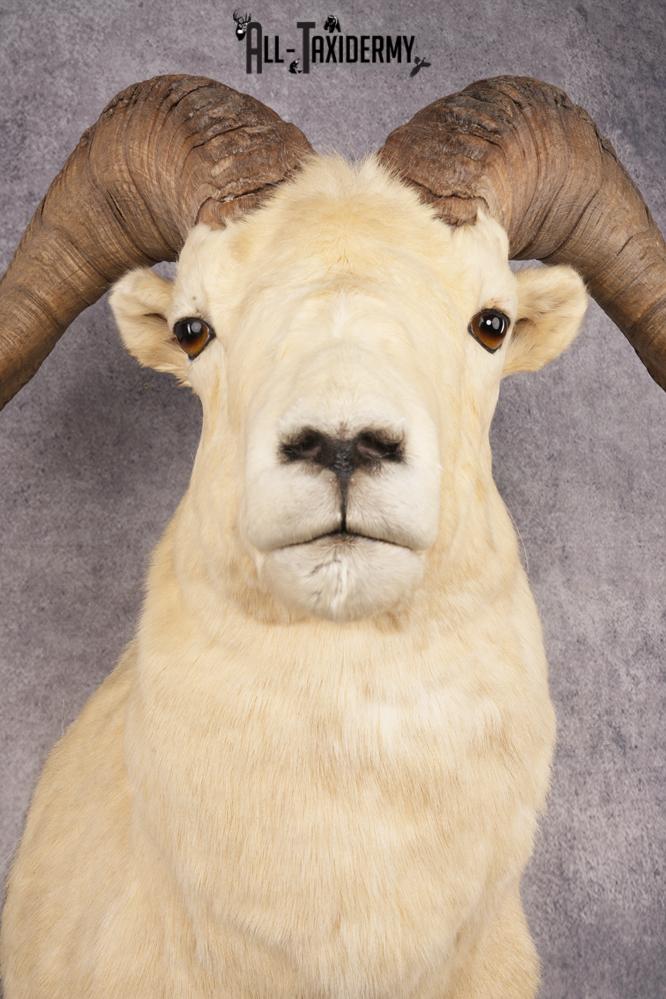 Dall Sheep SKU 3213 - Image 2