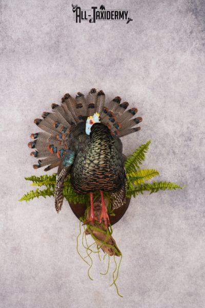 Ocellated Turkey SKU 3192