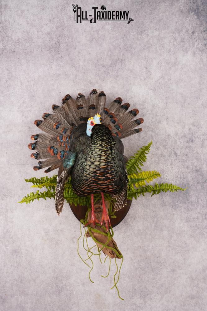 Ocellated Turkey SKU 3192