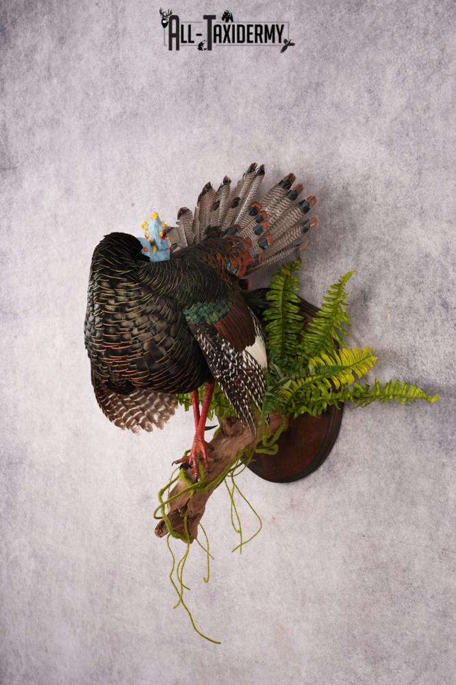 Ocellated Turkey SKU 3192 - Image 9