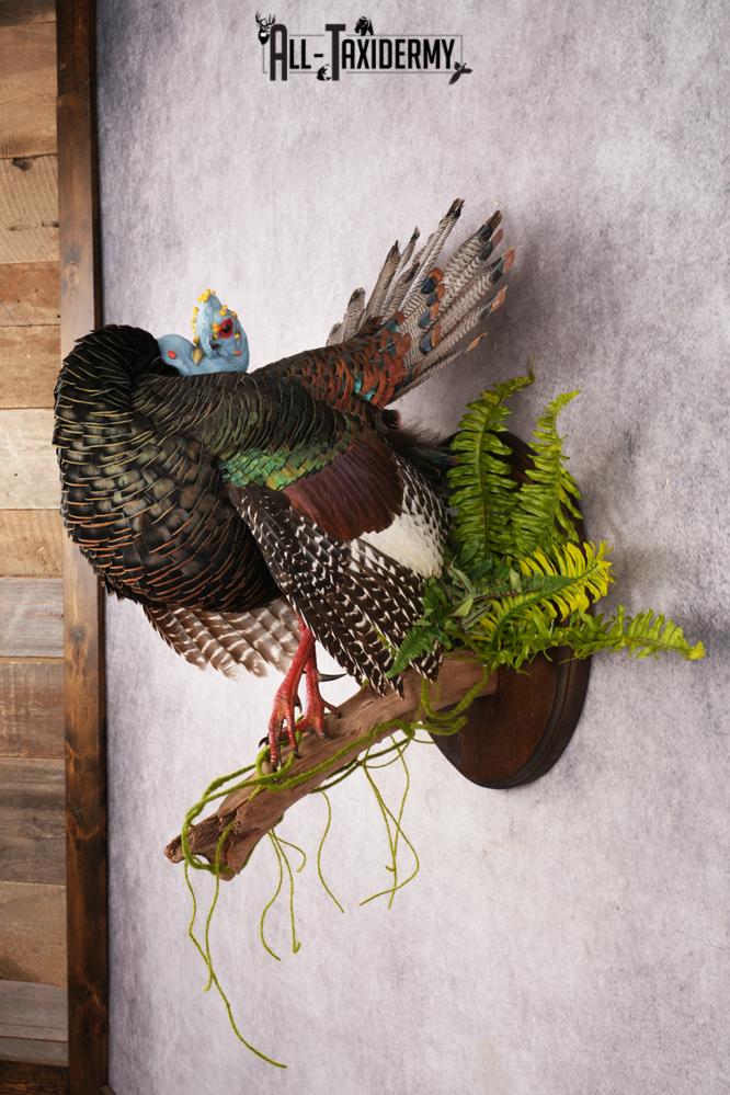 Ocellated Turkey SKU 3192 - Image 8