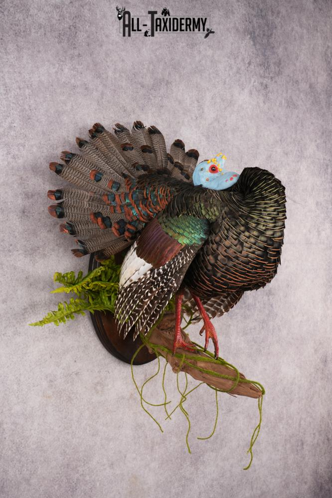 Ocellated Turkey SKU 3192 - Image 7