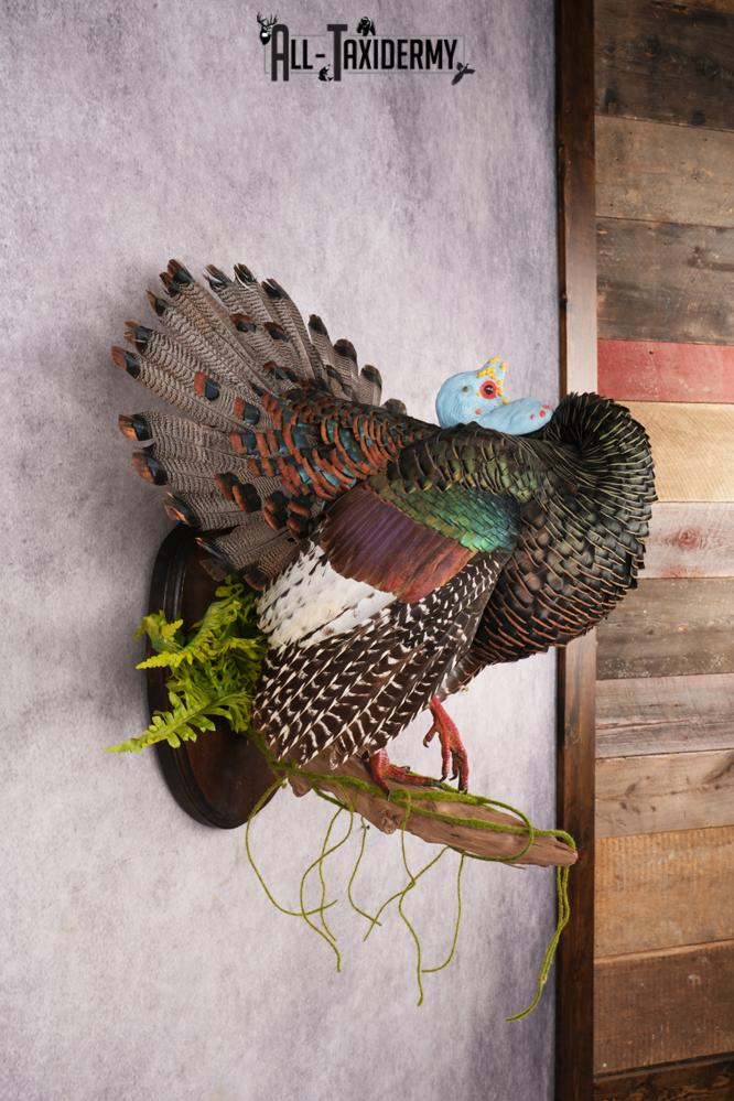 Ocellated Turkey SKU 3192 - Image 6