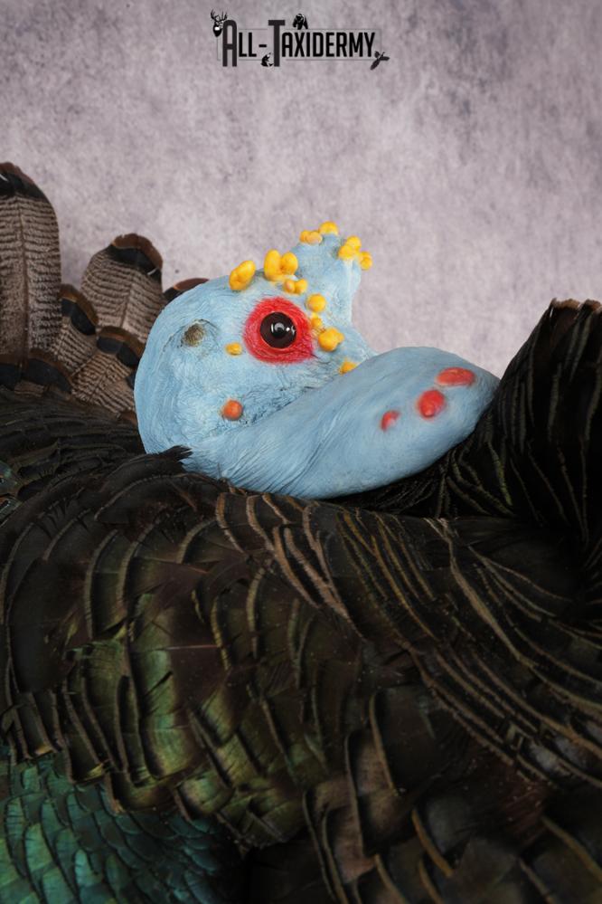 Ocellated Turkey SKU 3192 - Image 5