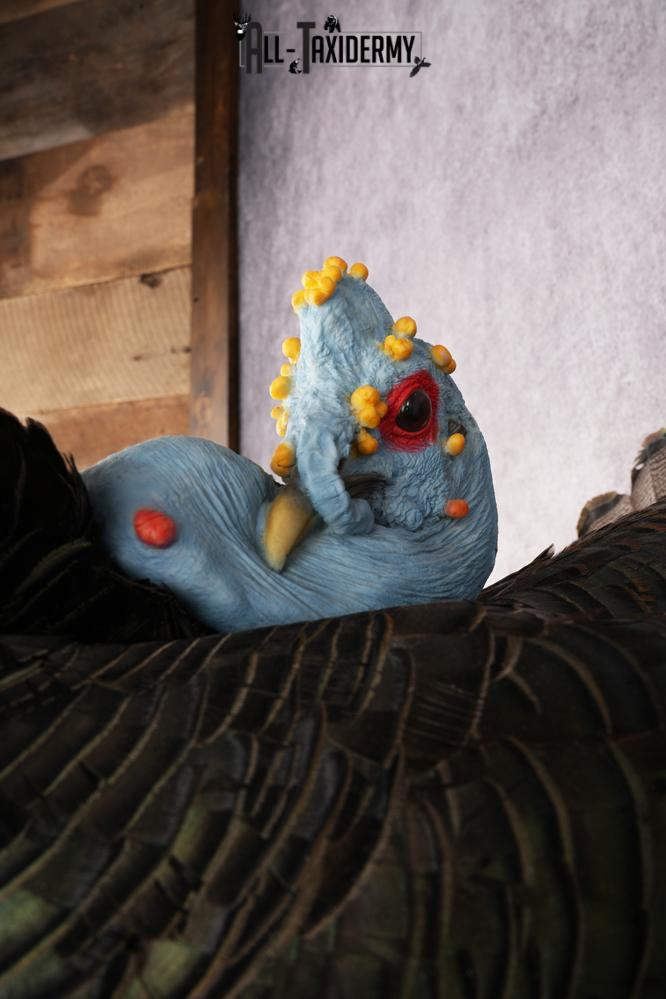 Ocellated Turkey SKU 3192 - Image 4