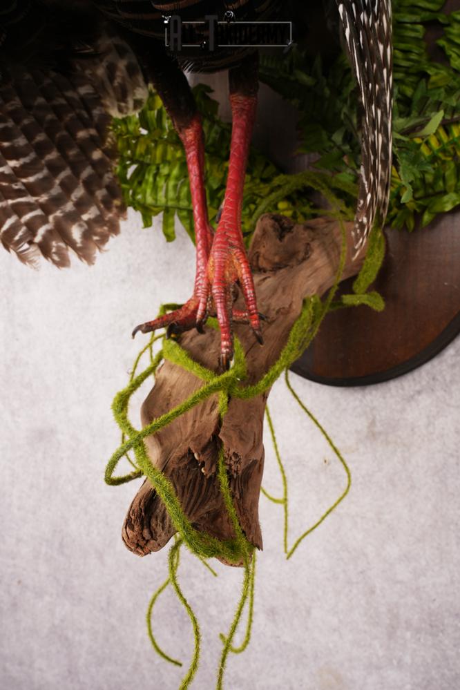 Ocellated Turkey SKU 3192 - Image 3