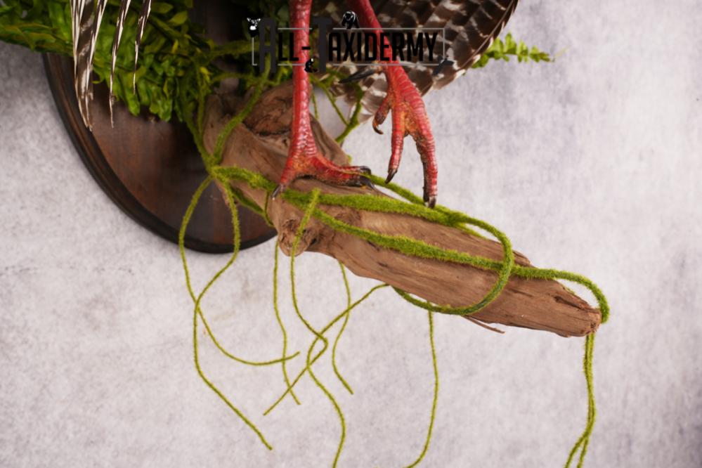 Ocellated Turkey SKU 3192 - Image 2