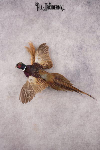 Ring-necked Pheasant SKU 3210
