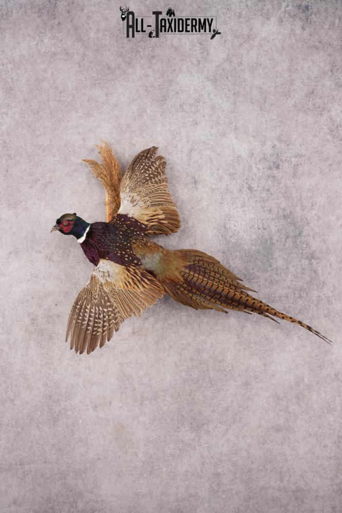 Ring-necked Pheasant SKU 3210