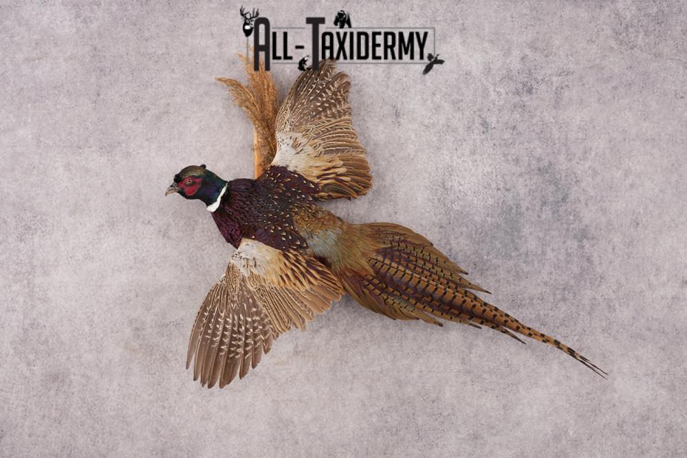 Ring-necked Pheasant SKU 3210 - Image 7