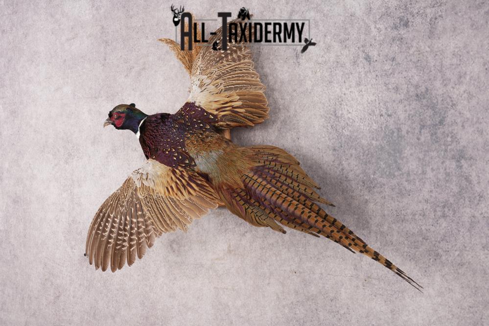 Ring-necked Pheasant SKU 3210 - Image 6