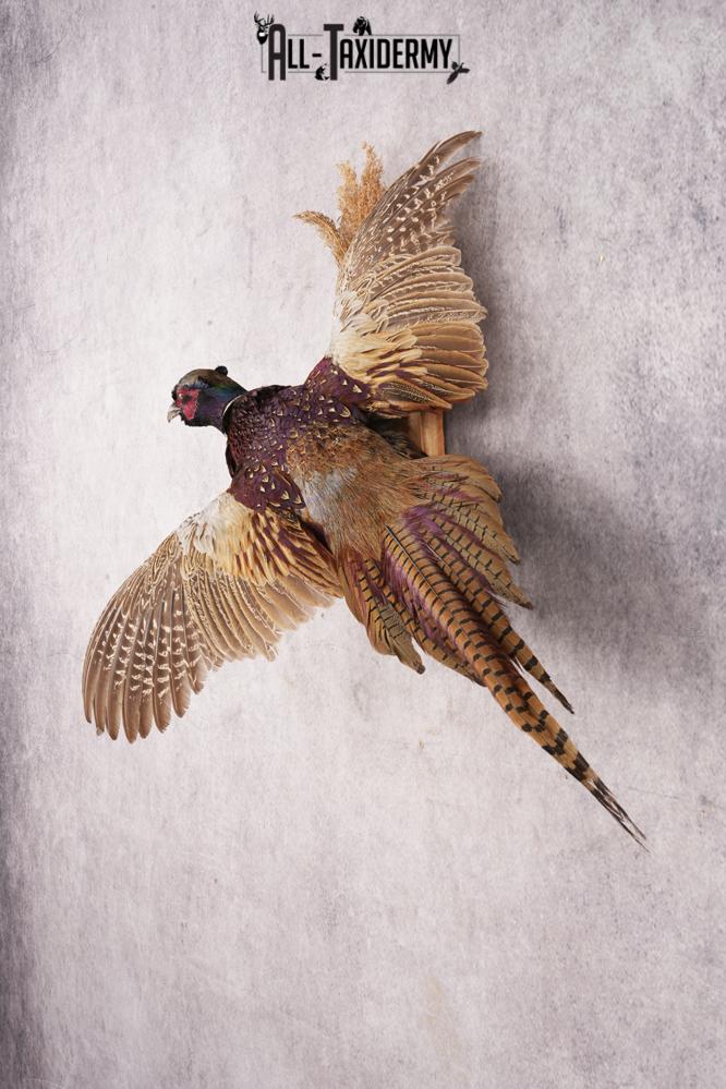 Ring-necked Pheasant SKU 3210 - Image 5