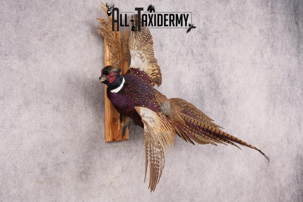 Ring-necked Pheasant SKU 3210 - Image 4