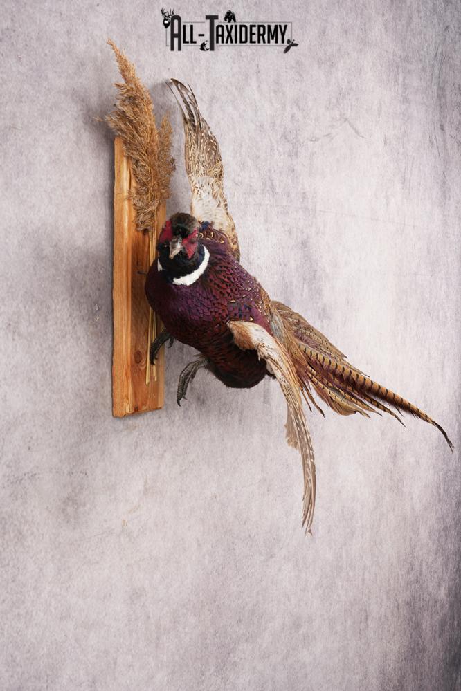 Ring-necked Pheasant SKU 3210 - Image 3