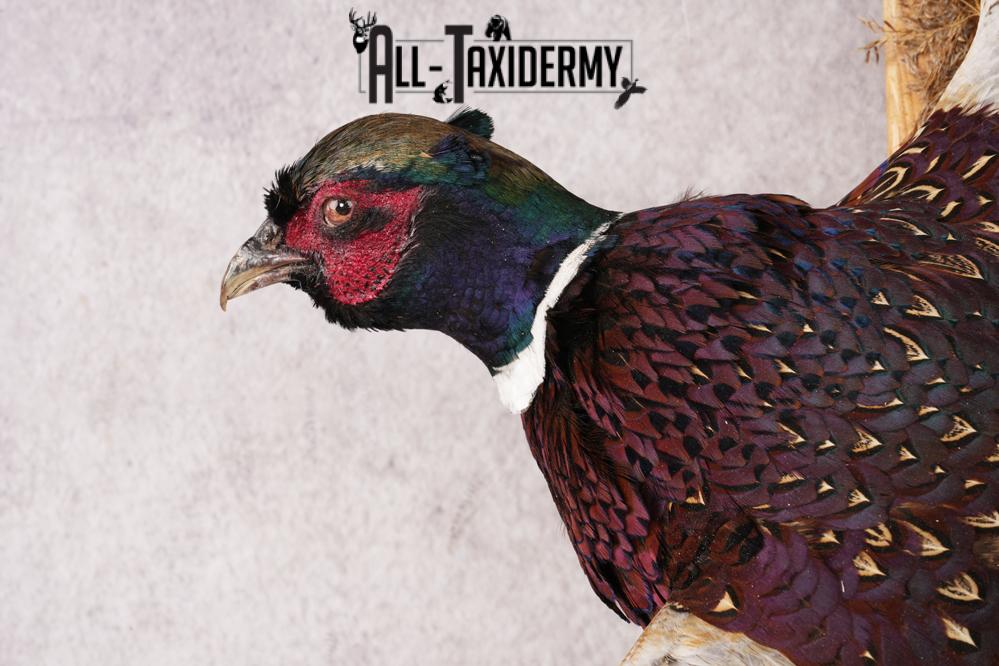 Ring-necked Pheasant SKU 3210 - Image 2