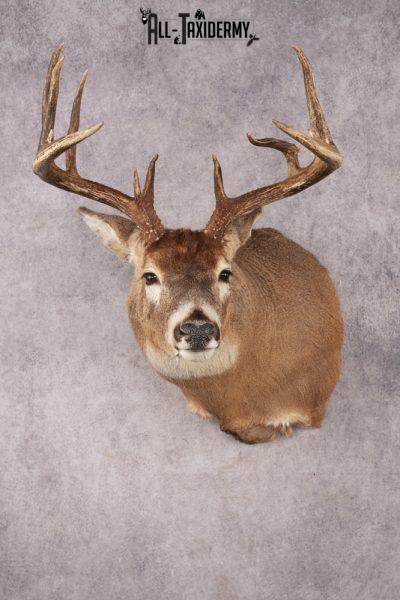 Whitetail Deer SKU 3215