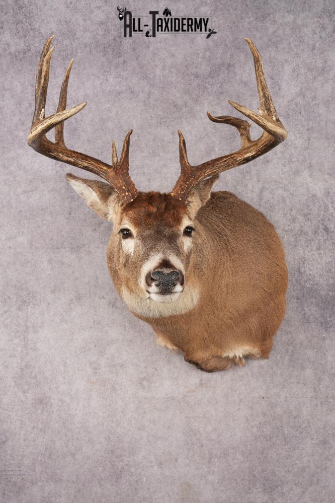 Whitetail Deer SKU 3215